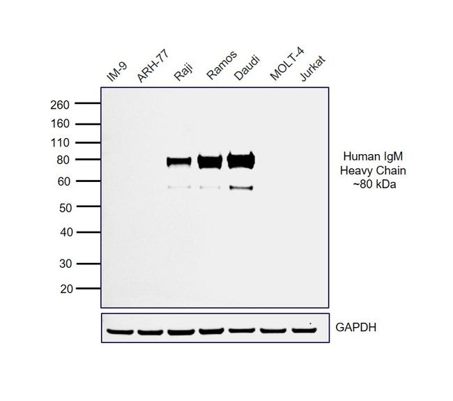 Human IgM (Heavy chain) Secondary Antibody in Western Blot (WB)