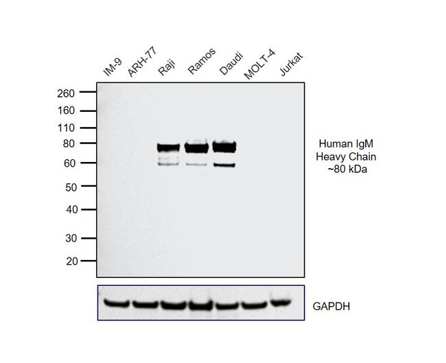 Human IgM (Heavy chain) Cross-Adsorbed Secondary Antibody in Western Blot (WB)