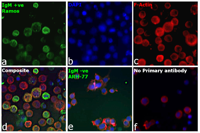 Human IgM (Heavy chain) Cross-Adsorbed Secondary Antibody in Immunocytochemistry (ICC/IF)