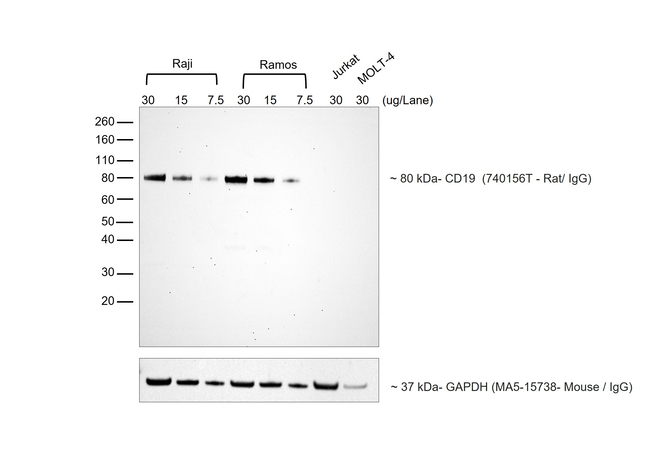 Rat IgG (H+L) Secondary Antibody in Western Blot (WB)