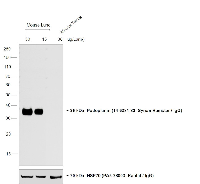 Syrian Hamster IgG (H+L) Cross-Adsorbed Secondary Antibody in Western Blot (WB)
