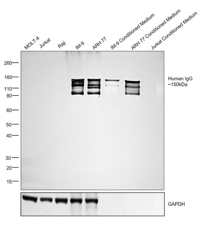 Human IgG (H+L) Secondary Antibody in Western Blot (WB)