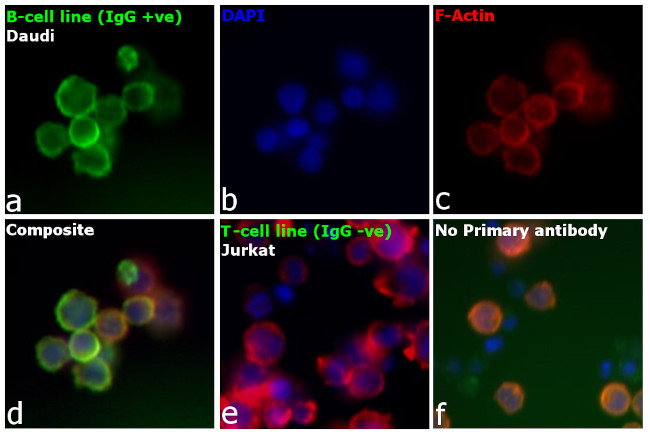 Human IgG (H+L) Secondary Antibody in Immunocytochemistry (ICC/IF)
