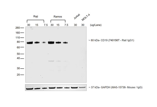 Rat IgG (H+L) Secondary Antibody in Western Blot (WB)