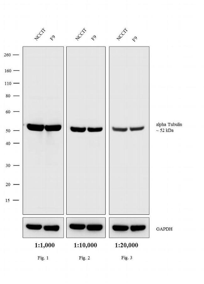 Rat IgG (H+L) Secondary Antibody in Western Blot (WB)
