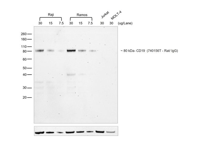 Rat IgG (H+L) Cross-Adsorbed Secondary Antibody in Western Blot (WB)