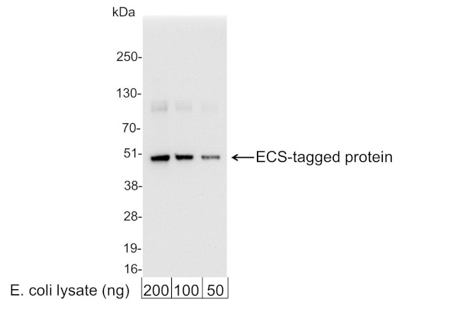 ECS (DYKDDDDK) Tag Antibody in Western Blot (WB)