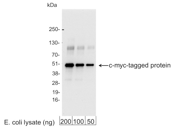Myc Tag Antibody in Western Blot (WB)