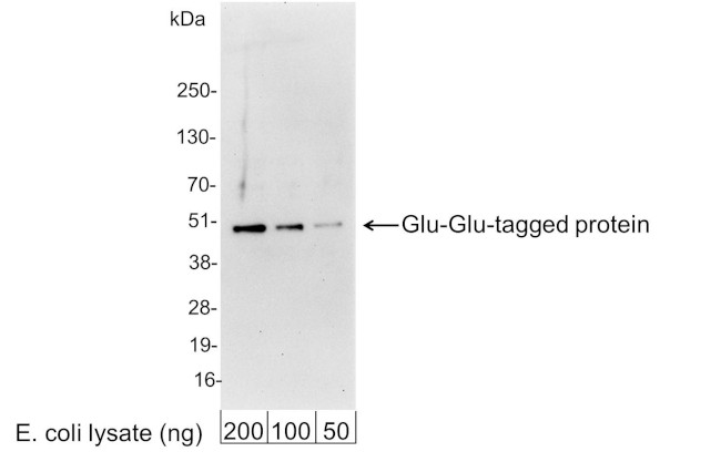 Glu-Glu Tag Antibody in Western Blot (WB)