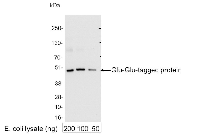 Glu-Glu Tag Antibody in Western Blot (WB)