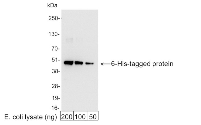 6-His Tag Antibody in Western Blot (WB)