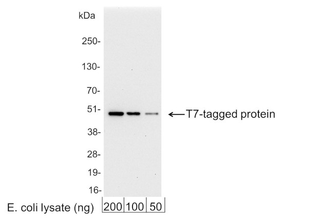 T7 Tag Antibody in Western Blot (WB)