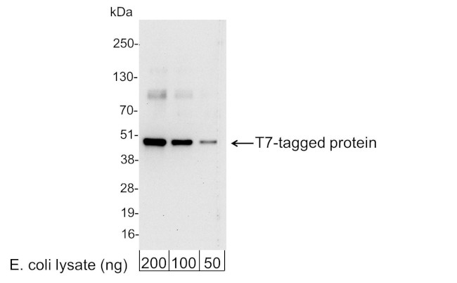 T7 Tag Antibody in Western Blot (WB)