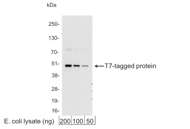 T7 Tag Antibody in Western Blot (WB)
