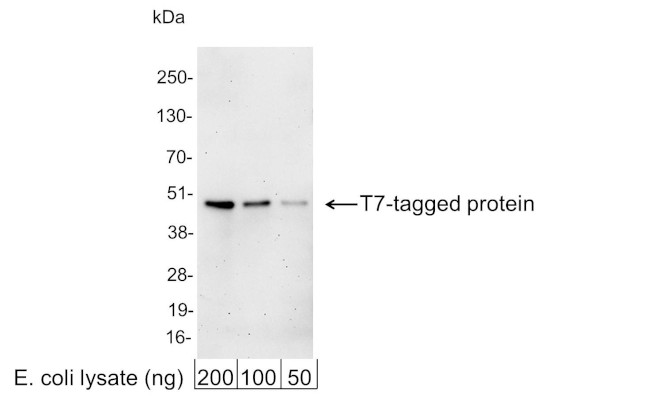 T7 Tag Antibody in Western Blot (WB)