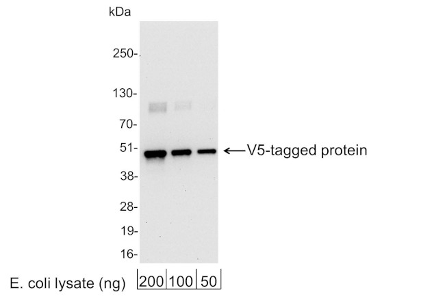 V5 Tag Antibody in Western Blot (WB)