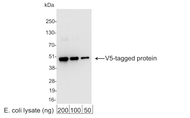 V5 Tag Antibody in Western Blot (WB)