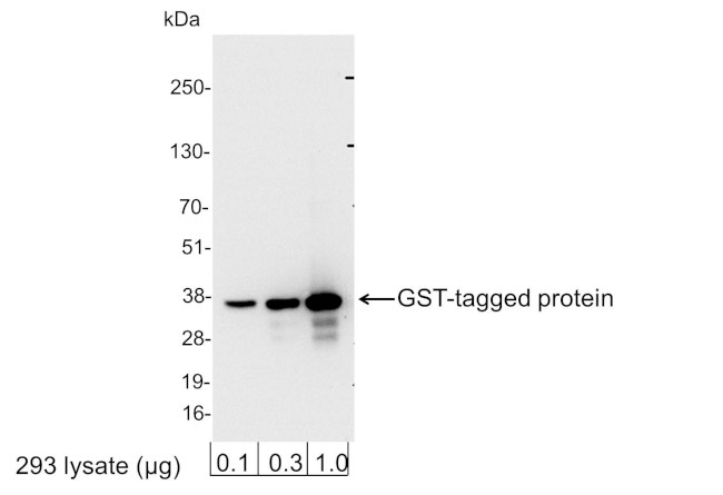 GST Tag Antibody in Western Blot (WB)