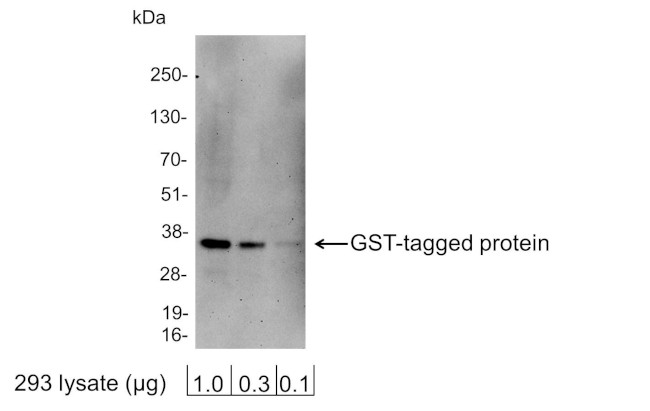 GST Tag Antibody in Western Blot (WB)