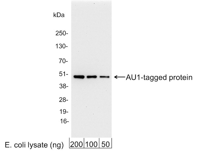 AU1 Tag Antibody in Western Blot (WB)
