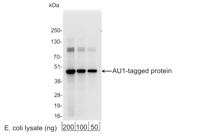 AU1 Tag Antibody in Western Blot (WB)