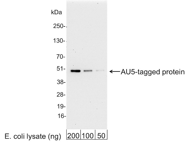 AU5 Tag Antibody in Western Blot (WB)