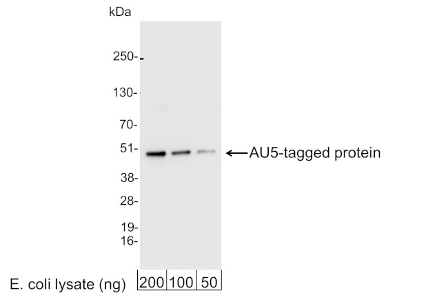AU5 Tag Antibody in Western Blot (WB)