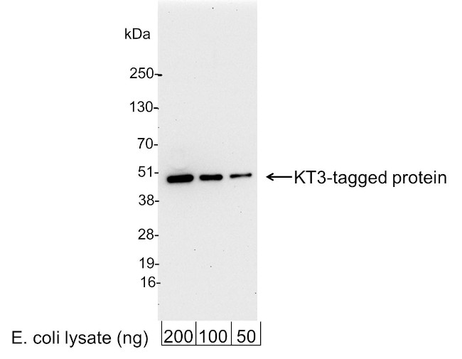KT3 Tag Antibody in Western Blot (WB)