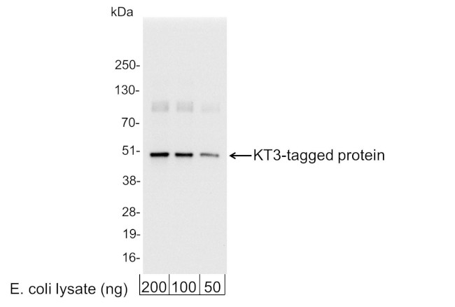 KT3 Tag Antibody in Western Blot (WB)
