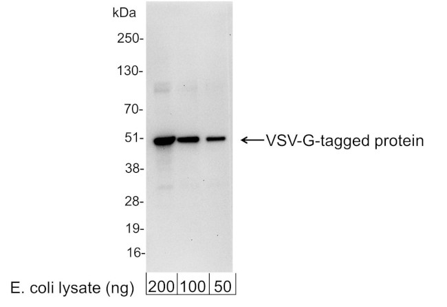 VSV-G Tag Antibody in Western Blot (WB)