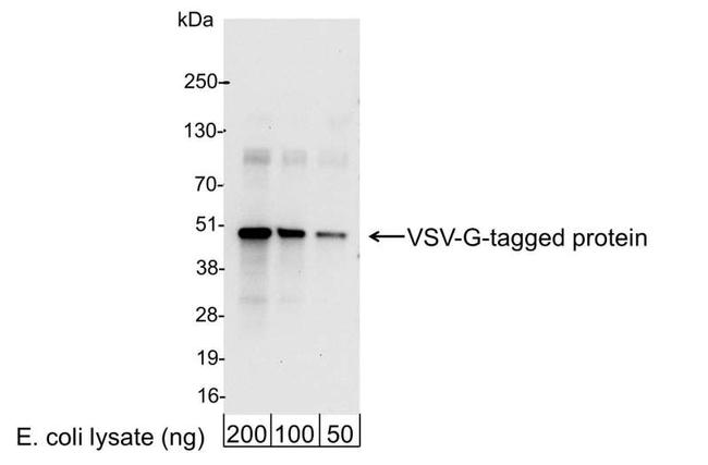 VSV-G Tag Antibody in Western Blot (WB)