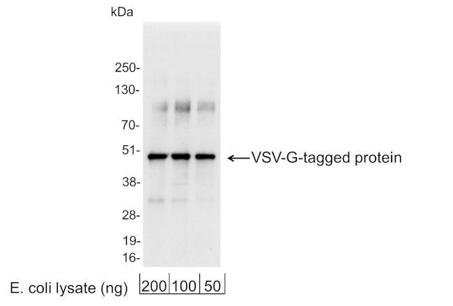 VSV-G Tag Antibody in Western Blot (WB)