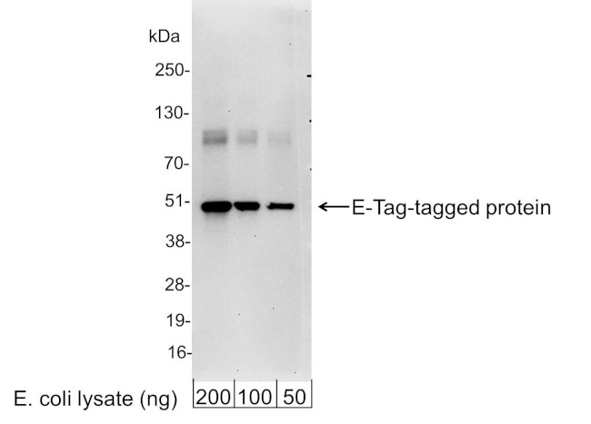 E Tag Antibody in Western Blot (WB)