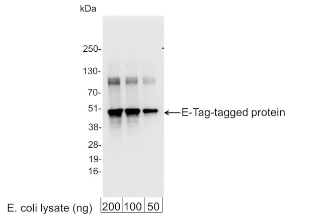 E Tag Antibody in Western Blot (WB)