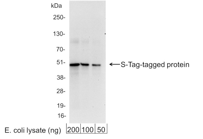 S Tag Antibody in Western Blot (WB)