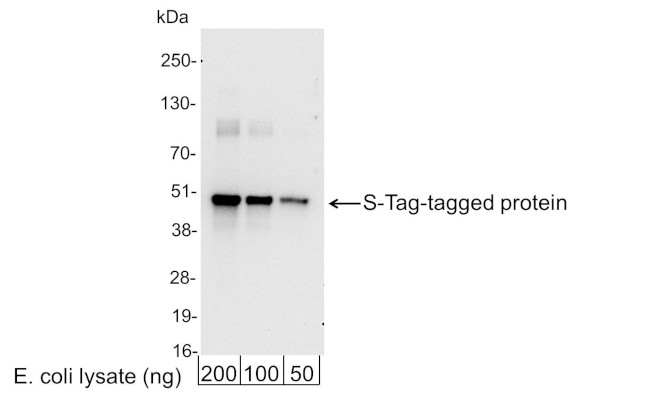 S Tag Antibody in Western Blot (WB)