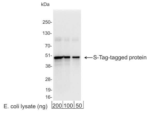 S Tag Antibody in Western Blot (WB)