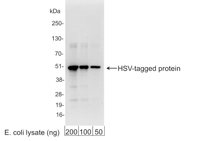 HSV Tag Antibody in Western Blot (WB)
