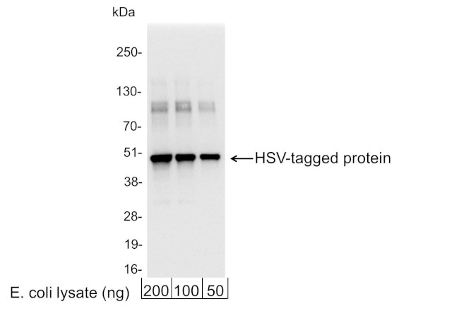 HSV Tag Antibody in Western Blot (WB)