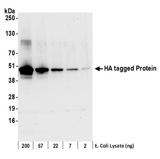 HA Tag Antibody in Western Blot (WB)