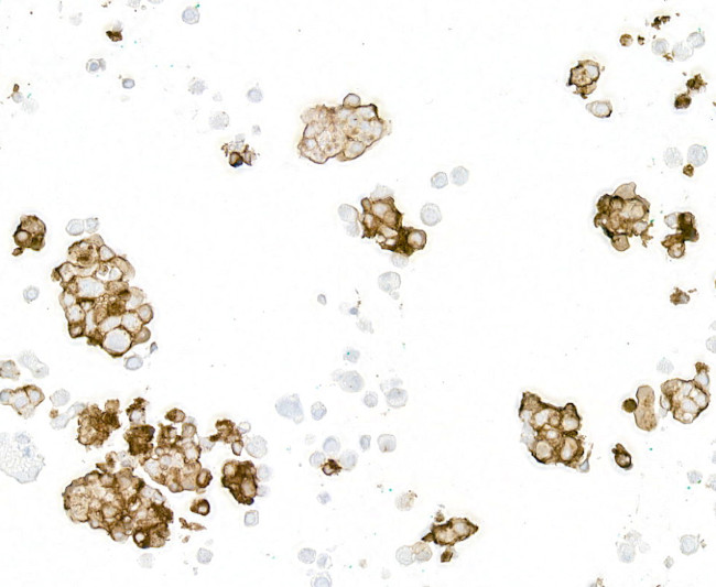 ECS (DYKDDDDK) Tag Antibody in Immunocytochemistry (ICC/IF)