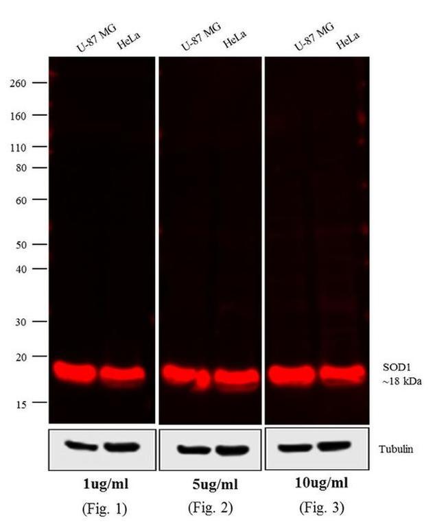 Mouse IgG (H+L) Secondary Antibody in Western Blot (WB)