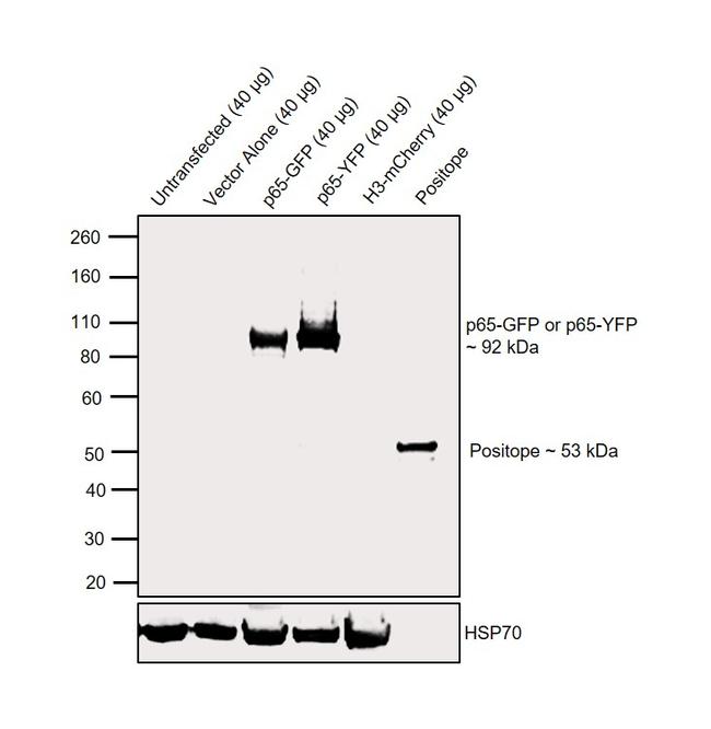 GFP Antibody in Western Blot (WB)