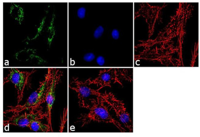 ATP Synthase beta Antibody in Immunocytochemistry (ICC/IF)