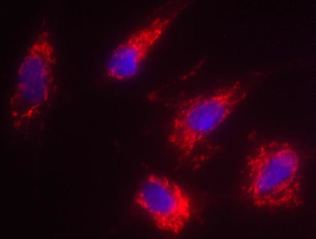 DIABLO Antibody in Immunocytochemistry (ICC/IF)