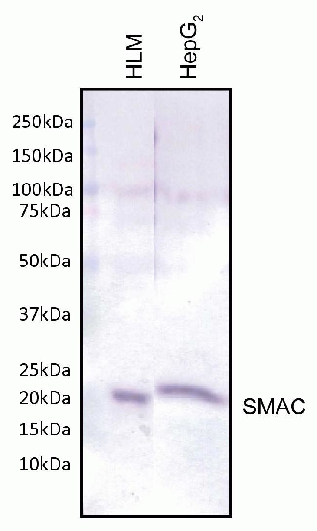DIABLO Antibody in Western Blot (WB)