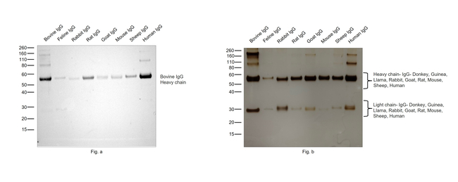 Bovine IgG (H+L) Secondary Antibody in Western Blot (WB)