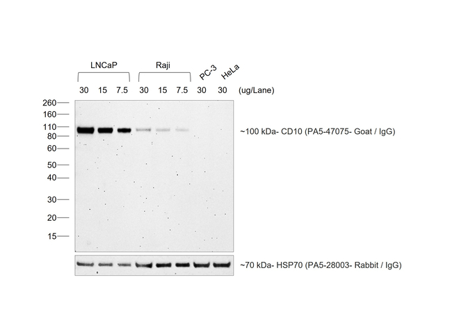 Goat IgG (H+L) Secondary Antibody in Western Blot (WB)