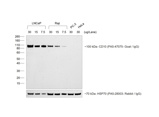 Goat IgG (H+L) Cross-Adsorbed Secondary Antibody in Western Blot (WB)
