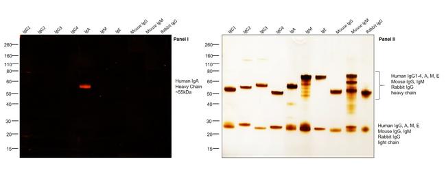 Human IgA Secondary Antibody in Western Blot (WB)